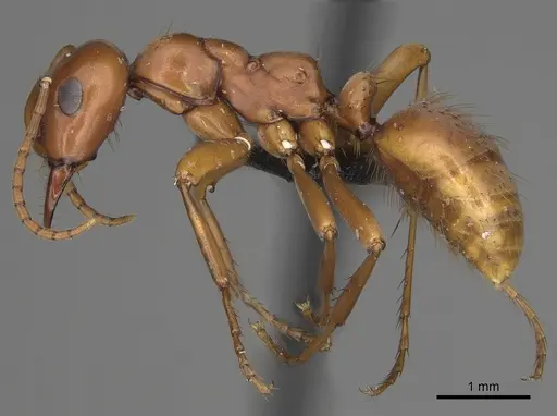 Polyergus mexicanus specimen CASENT0281073 image casent0281073_3