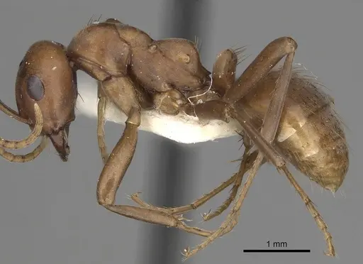 Polyergus mexicanus specimen CASENT0281074 image casent0281074_3