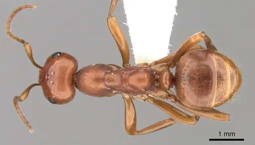 Polyergus mexicanus specimen CASENT0281342 image casent0281342_1