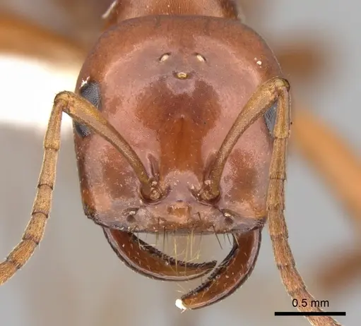 Polyergus mexicanus specimen CASENT0281342 image casent0281342_2