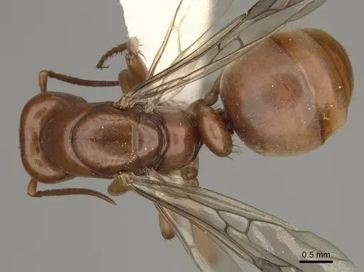 Polyergus mexicanus specimen CASENT0863112 image casent0863112_1