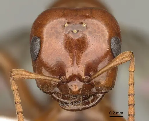 Polyergus mexicanus specimen CASENT0863112 image casent0863112_2