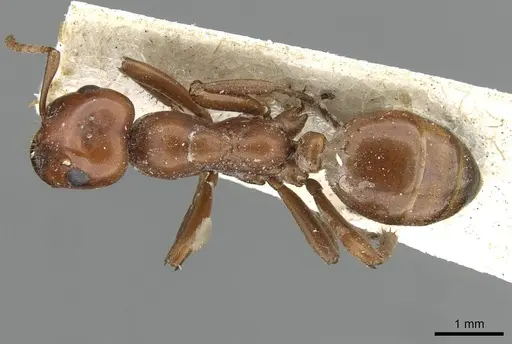 Polyergus mexicanus specimen CASENT0911121 image casent0911121_1