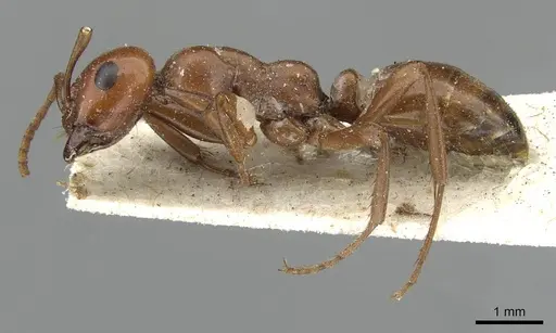 Polyergus mexicanus specimen CASENT0911121 image casent0911121_3