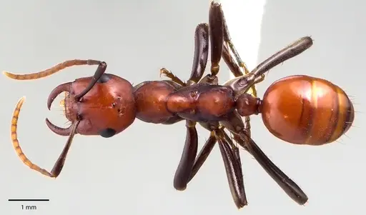 Polyergus montivagus specimen ANTWEB1041697 image antweb1041697_1