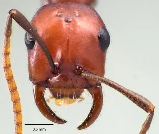 Polyergus montivagus specimen ANTWEB1041697 image antweb1041697_2