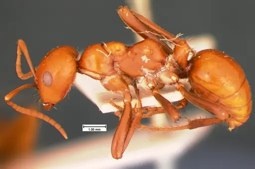 Polyergus montivagus specimen CASENT0105563 image casent0105563_2