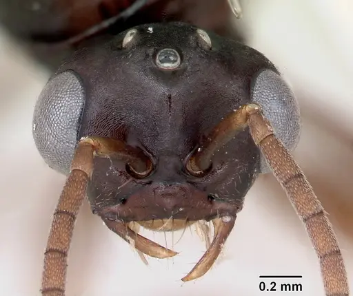 Polyergus montivagus specimen CASENT0172893 image casent0172893_2
