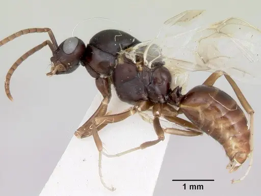 Polyergus montivagus specimen CASENT0172893 image casent0172893_3