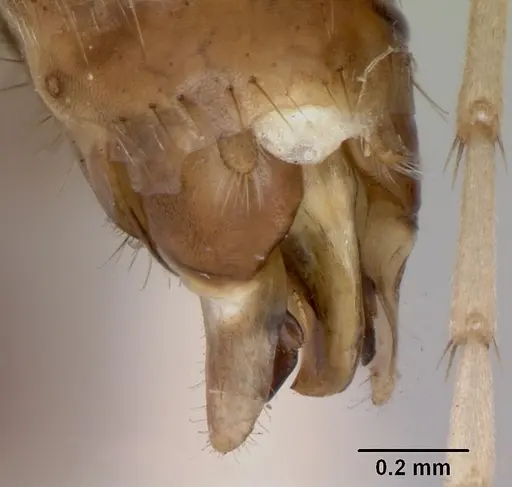 Polyergus montivagus specimen CASENT0172893 image casent0172893_4