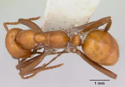 Polyergus montivagus specimen CASENT0172894 image casent0172894_1