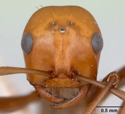 Polyergus montivagus specimen CASENT0172894 image casent0172894_2