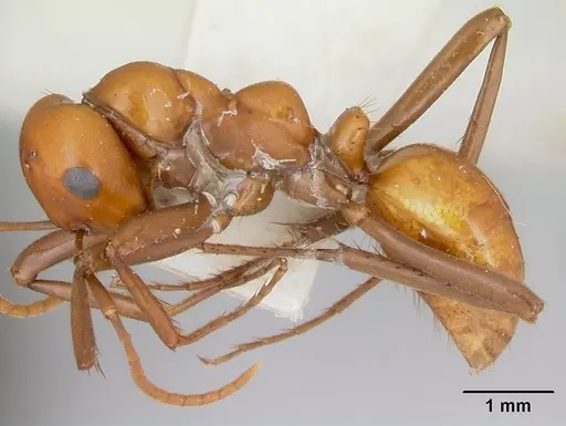 Polyergus montivagus specimen CASENT0172894 image casent0172894_3