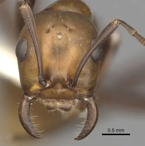 Polyergus montivagus specimen CASENT0281045 image casent0281045_2