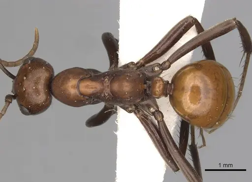 Polyergus montivagus specimen CASENT0281046 image casent0281046_1