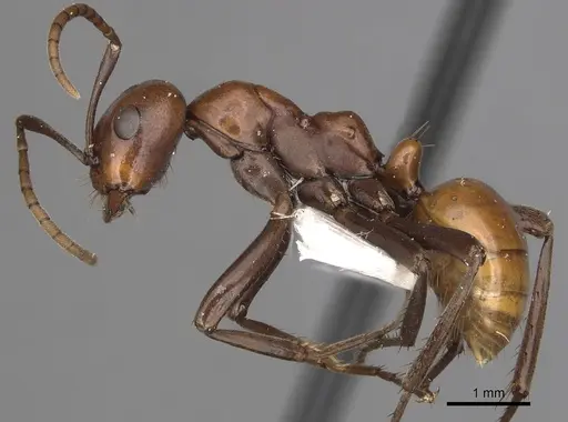Polyergus montivagus specimen CASENT0281046 image casent0281046_3