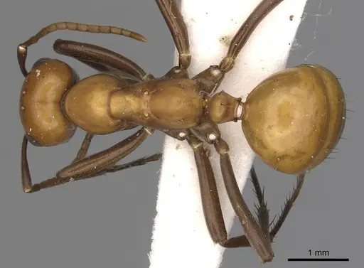 Polyergus montivagus specimen CASENT0281047 image casent0281047_1