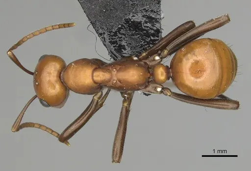 Polyergus montivagus specimen CASENT0281048 image casent0281048_1