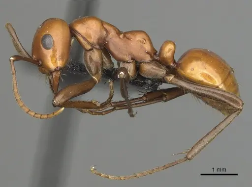 Polyergus montivagus specimen CASENT0281048 image casent0281048_3