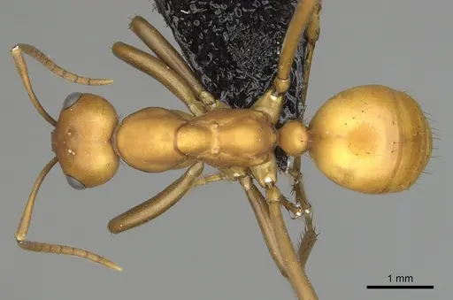 Polyergus montivagus specimen CASENT0281049 image casent0281049_1