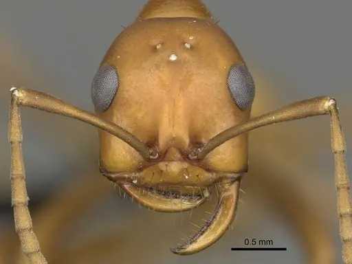 Polyergus montivagus specimen CASENT0281049 image casent0281049_2