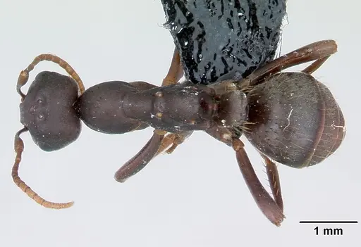 Polyergus nigerrimus specimen CASENT0173327 image casent0173327_1