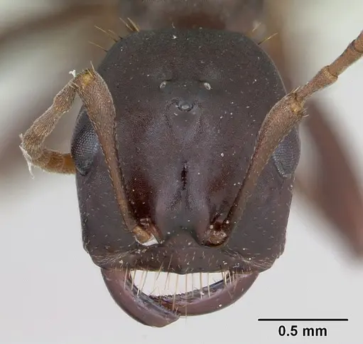 Polyergus nigerrimus specimen CASENT0173327 image casent0173327_2
