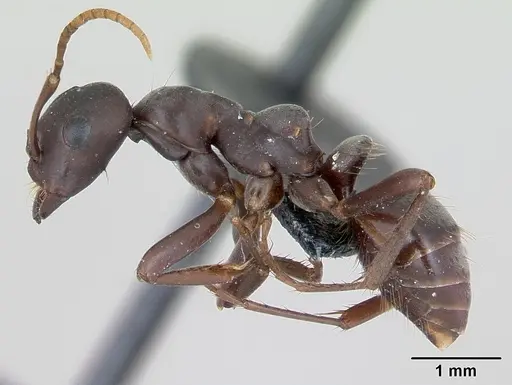 Polyergus nigerrimus specimen CASENT0173327 image casent0173327_3
