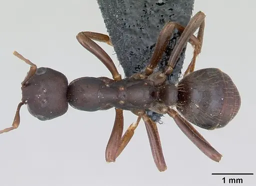 Polyergus nigerrimus specimen CASENT0173329 image casent0173329_1