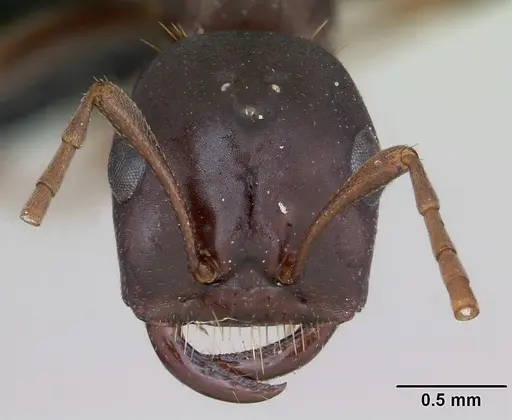 Polyergus nigerrimus specimen CASENT0173329 image casent0173329_2