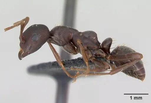 Polyergus nigerrimus specimen CASENT0173329 image casent0173329_3
