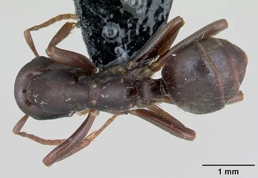 Polyergus nigerrimus specimen CASENT0173331 image casent0173331_1