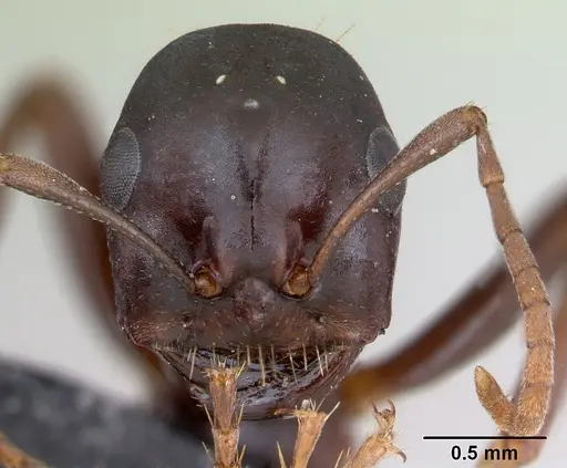 Polyergus nigerrimus specimen CASENT0173331 image casent0173331_2