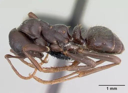 Polyergus nigerrimus specimen CASENT0173331 image casent0173331_3