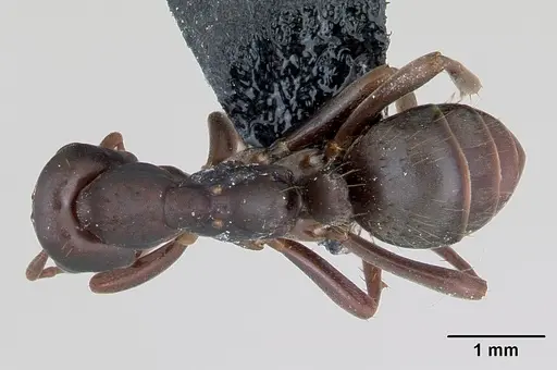 Polyergus nigerrimus specimen CASENT0173333 image casent0173333_1