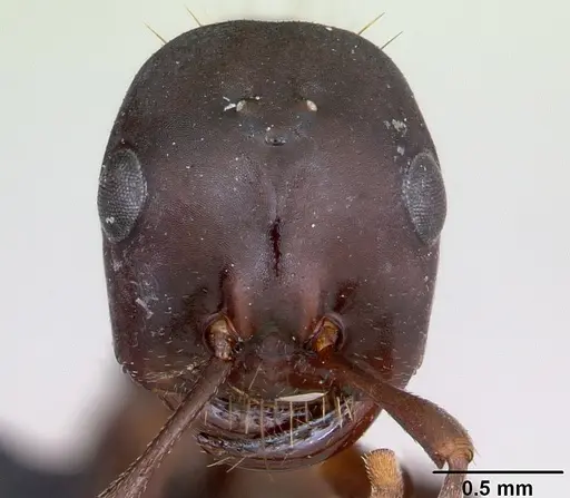 Polyergus nigerrimus specimen CASENT0173333 image casent0173333_2