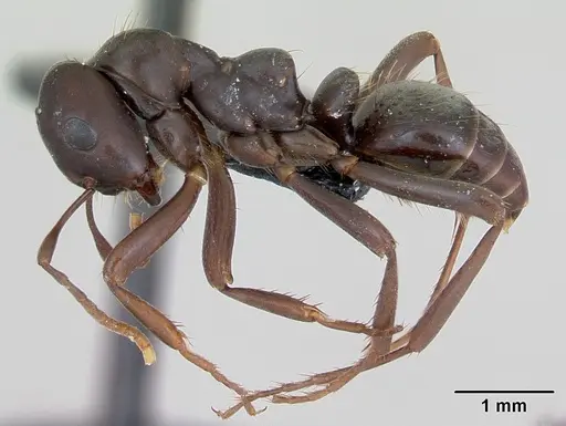Polyergus nigerrimus specimen CASENT0173333 image casent0173333_3
