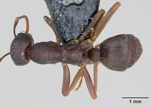 Polyergus nigerrimus specimen CASENT0173335 image casent0173335_1