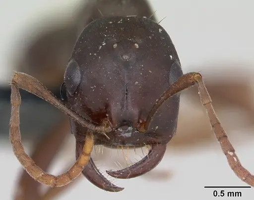 Polyergus nigerrimus specimen CASENT0173335 image casent0173335_2