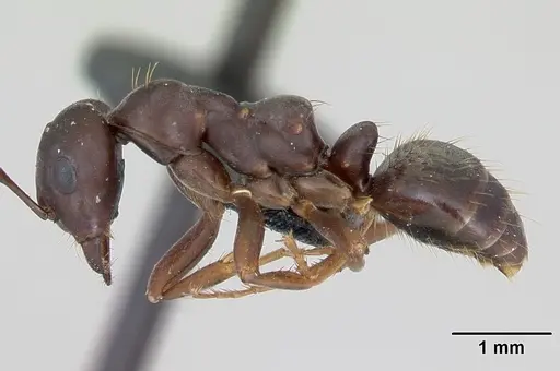Polyergus nigerrimus specimen CASENT0173335 image casent0173335_3