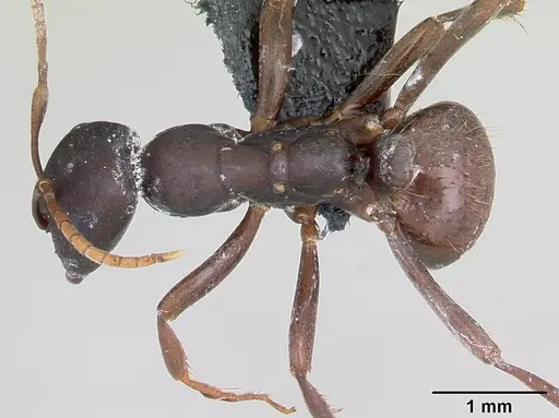 Polyergus nigerrimus specimen CASENT0173337 image casent0173337_1