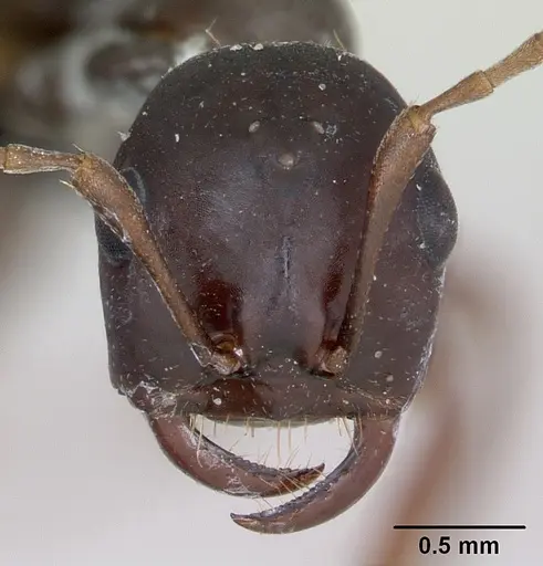 Polyergus nigerrimus specimen CASENT0173337 image casent0173337_2