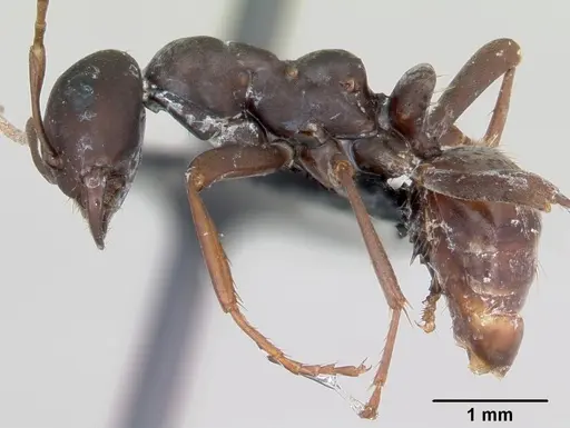 Polyergus nigerrimus specimen CASENT0173337 image casent0173337_3