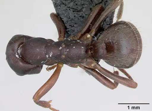 Polyergus nigerrimus specimen CASENT0173338 image casent0173338_1