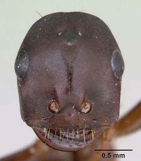 Polyergus nigerrimus specimen CASENT0173338 image casent0173338_2