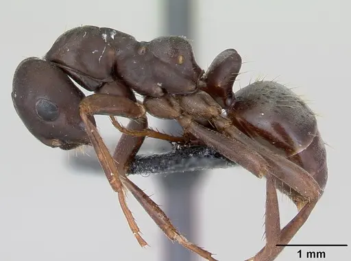 Polyergus nigerrimus specimen CASENT0173338 image casent0173338_3