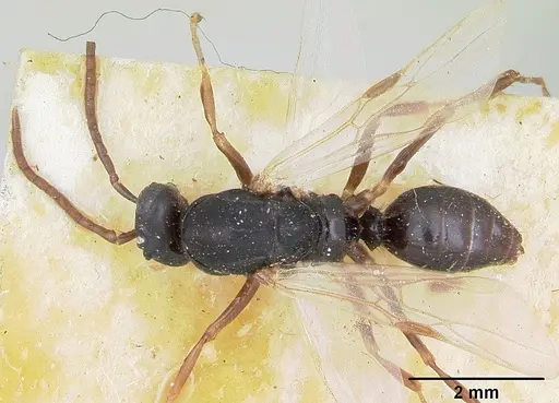 Polyergus nigerrimus specimen CASENT0173339 image casent0173339_1