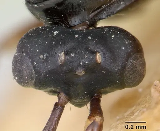 Polyergus nigerrimus specimen CASENT0173339 image casent0173339_2
