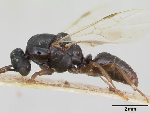 Polyergus nigerrimus specimen CASENT0173339 image casent0173339_4
