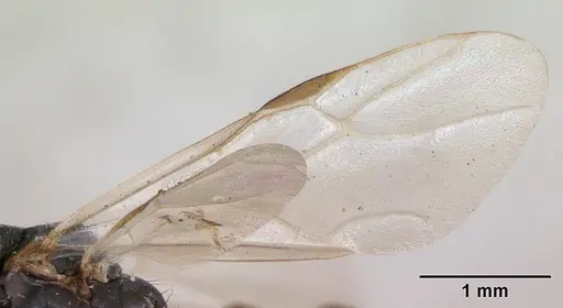 Polyergus nigerrimus specimen CASENT0173339 image casent0173339_5
